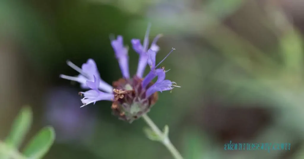 Salvia Pozo Blue close shot